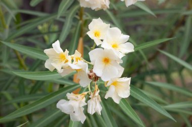 Ormanda beyaz ve sarı tropikal çiçekler