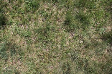 yeşil çim arka plan ve doku