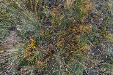 yeşil çim arka plan ve doku