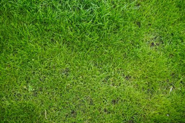 yeşil çim arka plan ve doku