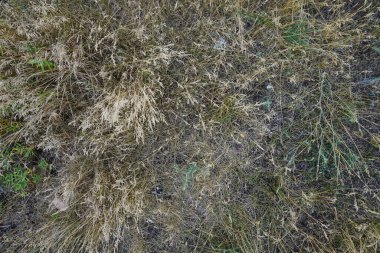 yeşil çim arka plan ve doku