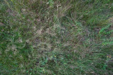 yeşil çim arka plan ve doku