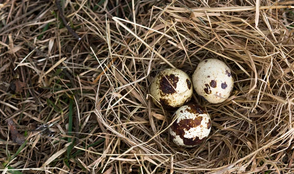 Eier im Korb und trockenes Gras — Stockfoto