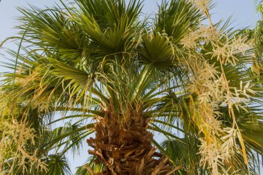 evlat, düşünme, çocuk, rüya, küçük, çalış, yürür