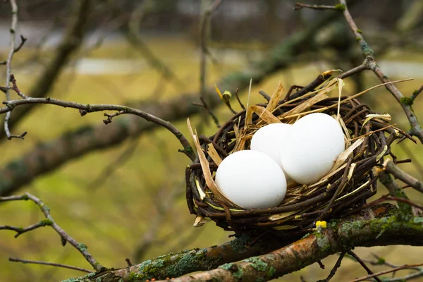 Basket, wicker, egg, easter, holiday, nest, products, — Stock Photo, Image