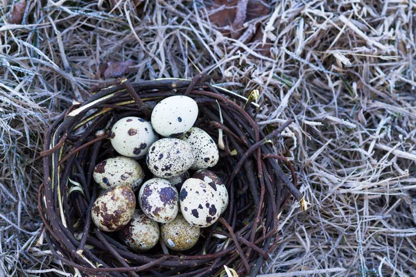 Mand, rieten, ei, Pasen, vakantie, nest, producten, — Stockfoto