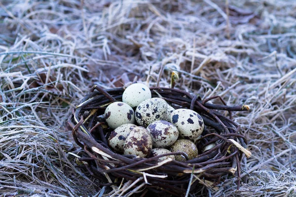 Korb, Weide, Ei, Ostern, Urlaub, Nest, Produkte, — Stockfoto