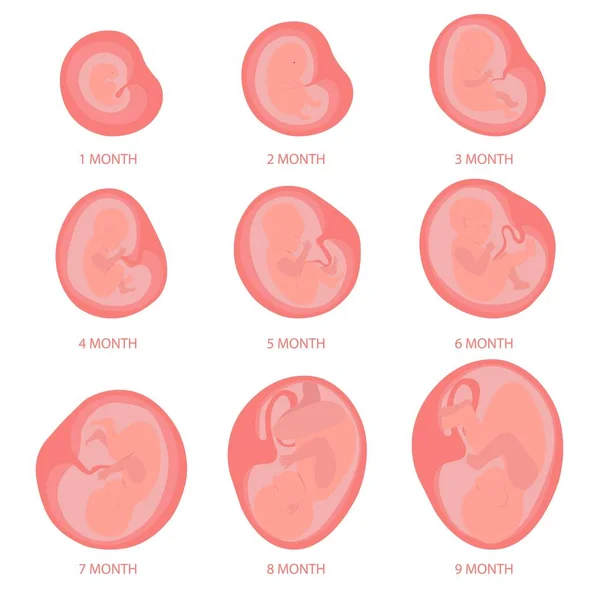 Μωρό Στη Μήτρα Από Έως Μηνών Εγκυμοσύνη — Διανυσματικό Αρχείο