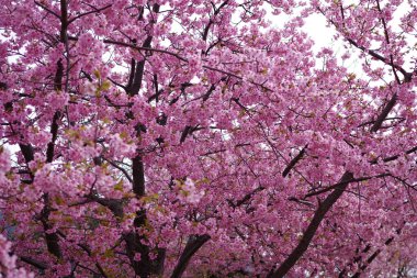 Japonya 'yı sembolize eden kiraz çiçekleri.
