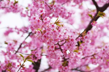 Japonya 'yı sembolize eden kiraz çiçekleri.