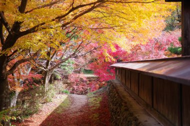 Renkli Japon sonbahar yaprakları