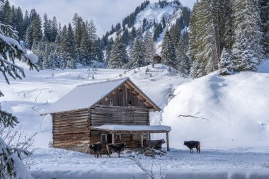 Kleinwalsertal 'deki sığır sürüsü, Vorarlberg, Avusturya, derin toz kar altında bir dağ evinin önünde besleniyorlar.