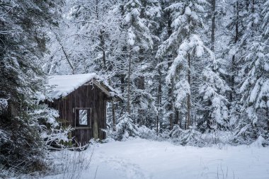 Allgaeu Alplerinde, Bavyera Almanya 'da derin bir köknar ormanında yalnız bir ahşap kulübe.