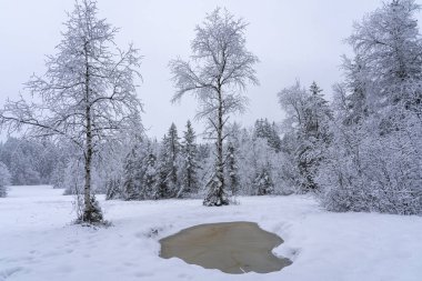 Allgau Alplerinde hafif kar yağışı olan sisli bir günde kış manzarası, manzara fotoğrafı.