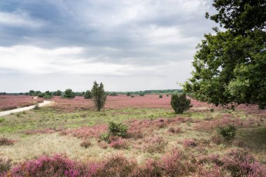 Wilsede Dağı, Niedersachsen, Almanya yakınlarındaki Luneburg fundalığında çiçek açan Erica ve ardıç çalılarıyla manzara