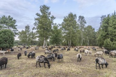 Heidschnucken sürüsü, Niedersachsen, Almanya 'daki Luneburg Heather' da yaşayan tipik bir koyun türüdür.