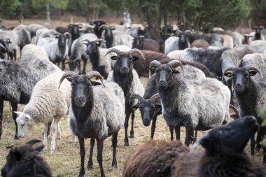 Heidschnucken sürüsü, Niedersachsen, Almanya 'daki Luneburg Heather' da yaşayan tipik bir koyun türüdür.