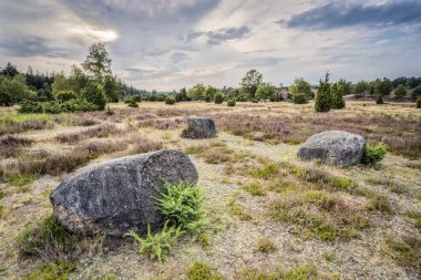Wilsede Dağı, Niedersachsen, Almanya yakınlarındaki Luneburg fundalığında çiçek açan Erica ve ardıç çalılarıyla manzara