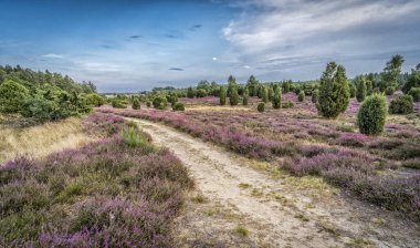 Wilsede Dağı, Niedersachsen, Almanya yakınlarındaki Luneburg fundalığında çiçek açan Erica ve ardıç çalılarıyla manzara