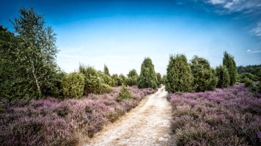 Wilsede Dağı, Niedersachsen, Almanya yakınlarındaki Luneburg fundalığında çiçek açan Erica ve ardıç çalılarıyla manzara