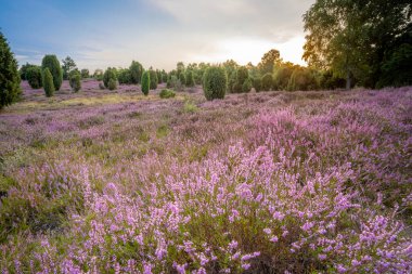 Wilsede Dağı, Niedersachsen, Almanya yakınlarındaki Luneburg fundalığında çiçek açan Erica ve ardıç çalılarıyla manzara