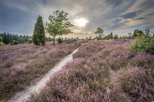 Paesaggio Con Erica Fiorita Cespugli Ginepro Nell Erica Luneburg Vicino — Foto Stock