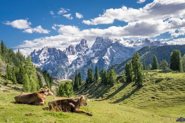 Sexten Dolomites, Güney Tirol, İtalya 'daki üç tepe Ulusal Parkı' ndaki Prato Piazza dağlarındaki inekler.