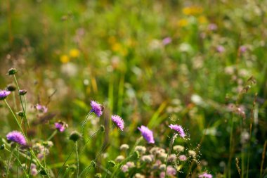 colorfull mountain flowers in warm evening light in the Allgaeu Alps, Germany