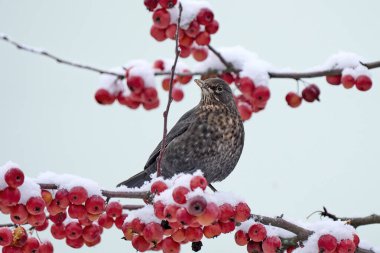 Karatavuk, Turdus Merula, Taze toz kar içinde süs elması ağacında oturuyor