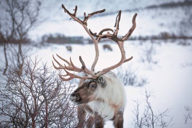 Rendeer Kuzey Norveç 'in Finnmark ilçesinin dağlarında derin kar örtüsünün altında yiyecek arıyor. 
