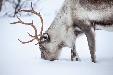 Rendeer Kuzey Norveç 'in Finnmark ilçesinin dağlarında derin kar örtüsünün altında yiyecek arıyor. 