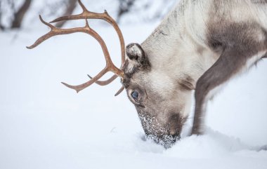 Rendeer Kuzey Norveç 'in Finnmark ilçesinin dağlarında derin kar örtüsünün altında yiyecek arıyor. 