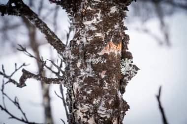 Kuzey Norveç 'in kışlık tundrasında donmuş huş ağaçları