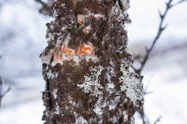 Kuzey Norveç 'in kışlık tundrasında donmuş huş ağaçları