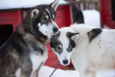 Kuzey Norveç 'teki kurt köpekleri portresi
