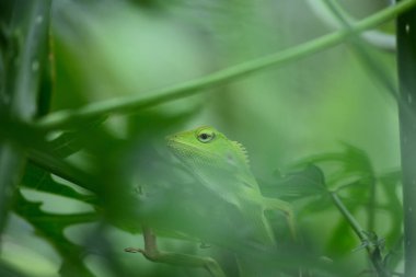 Yele bukalemunu (Bronchocela jubata), ağaç kertenkelesinin bir türüdür.