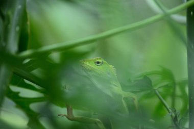 Yele bukalemunu (Bronchocela jubata), ağaç kertenkelesinin bir türüdür.