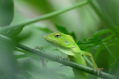 Yele bukalemunu (Bronchocela jubata), ağaç kertenkelesinin bir türüdür.