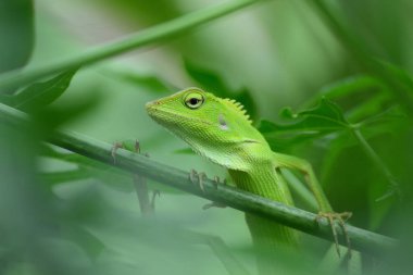Yele bukalemunu (Bronchocela jubata), ağaç kertenkelesinin bir türüdür.