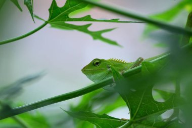 Yele bukalemunu (Bronchocela jubata), ağaç kertenkelesinin bir türüdür.