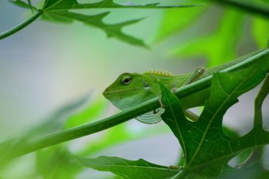 Yele bukalemunu (Bronchocela jubata), ağaç kertenkelesinin bir türüdür.
