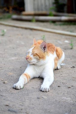 Sevimli evcil kediler. Rengi turuncu ve beyaz.