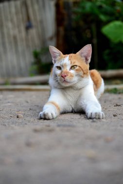 Sevimli evcil kediler. Rengi turuncu ve beyaz.