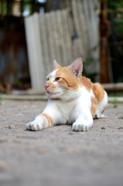 Sevimli evcil kediler. Rengi turuncu ve beyaz.