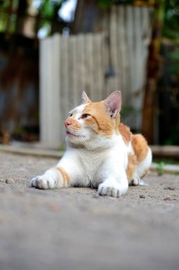 Sevimli evcil kediler. Rengi turuncu ve beyaz.