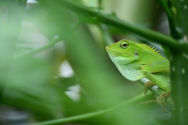 Yele bukalemunu (Bronchocela jubata), ağaç kertenkelesinin bir türüdür.