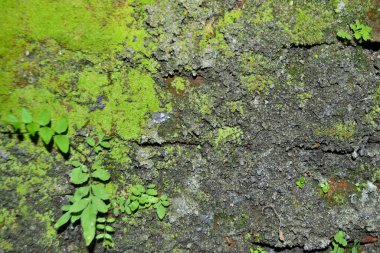 Kopyalama alanı olan kırmızı tuğla duvar arkaplanı