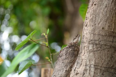 Yele bukalemunu (Bronchocela jubata), ağaç kertenkelesinin bir türüdür.