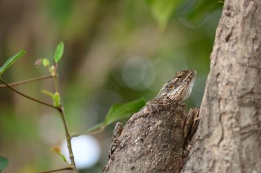 Yele bukalemunu (Bronchocela jubata), ağaç kertenkelesinin bir türüdür.