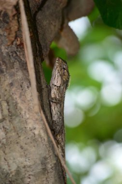 Yele bukalemunu (Bronchocela jubata), ağaç kertenkelesinin bir türüdür.